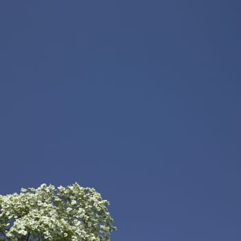 Dogwood tree in bloom against blue sky
