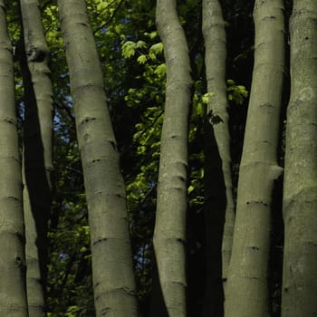 CLose up of small tree trunks