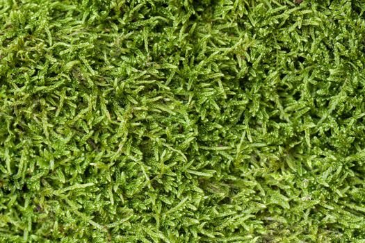 Texture of green moss