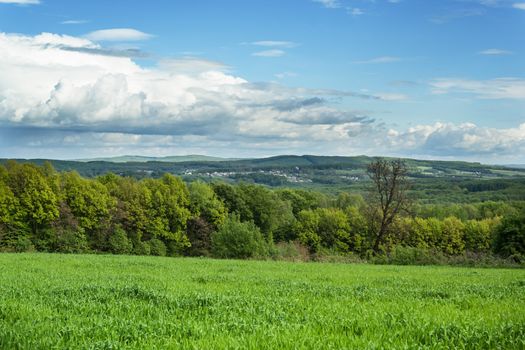 Spring wheat field and forest