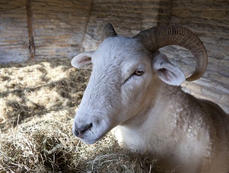 Rare breed sheep in open, timber-framed barn, England.