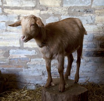 Brown goat in stone barn, Warwickshire, England.