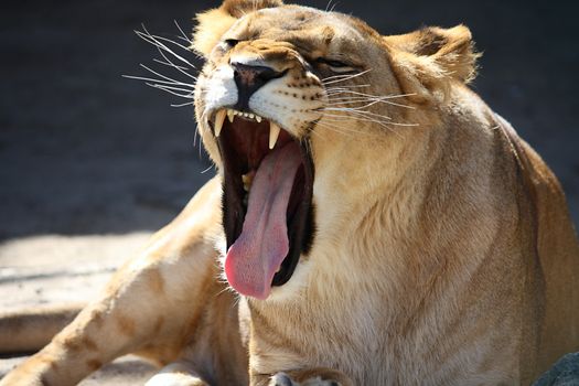 Big lioness roaring