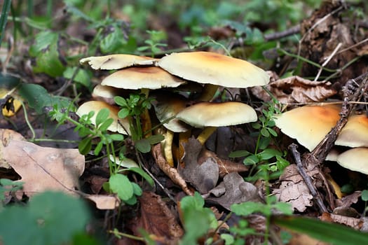 Some mushrooms among the leafs