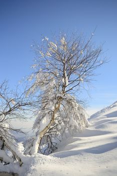 Elegant birch tree covered by thick snow with amazing winter mountainscape in the background and freshly fallen powder snow on the ground