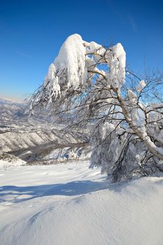 Elegant birch tree covered by thick snow with amazing winter mountainscape in the background and freshly fallen powder snow on the ground