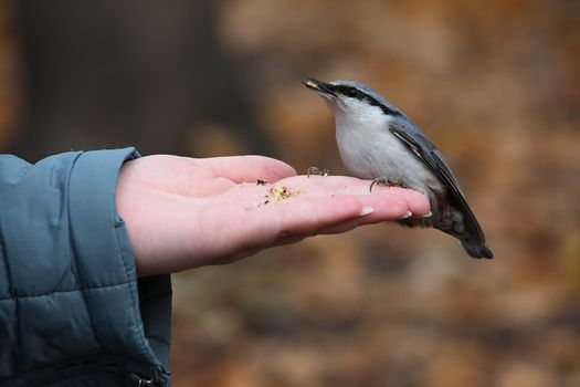 Little bird eats at a hand