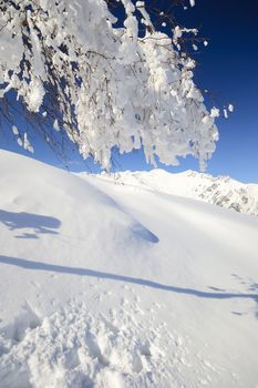 Elegant birch tree covered by thick snow with amazing winter mountainscape in the background and freshly fallen powder snow on the ground