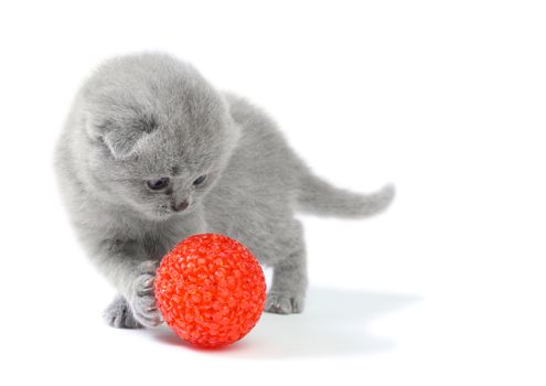 Little kitten playing with ball at white background