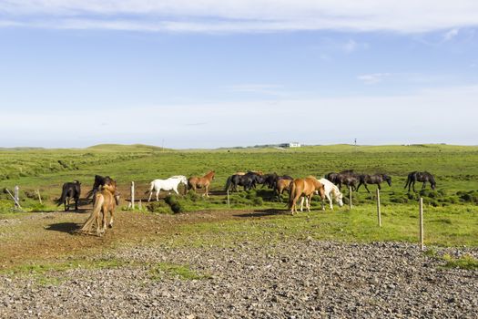 funny horses in the fields of Iceland