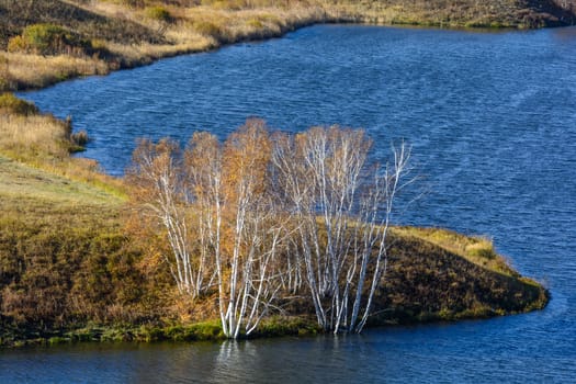 the birch treetop becomes golden when Automn came in Bashang prairie of Inner Mongolia.