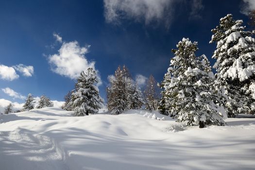 Winter landscape in the Alps after heavy snowfalls. Wide angle shot of larch trees covered by snow in a frozen environment