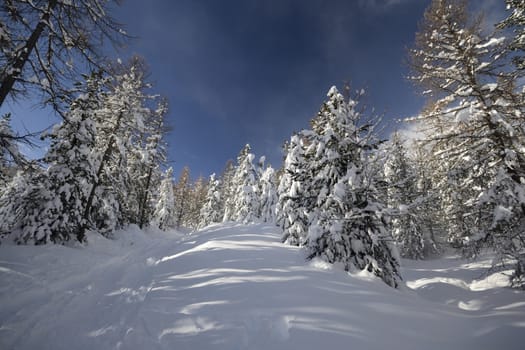 Winter landscape in the Alps after heavy snowfalls. Wide angle shot of larch trees covered by snow in a frozen environment