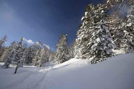 Winter landscape in the Alps after heavy snowfalls. Wide angle shot of larch trees covered by snow in a frozen environment