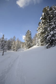 Winter landscape in the Alps after heavy snowfalls. Wide angle shot of larch trees covered by snow in a frozen environment