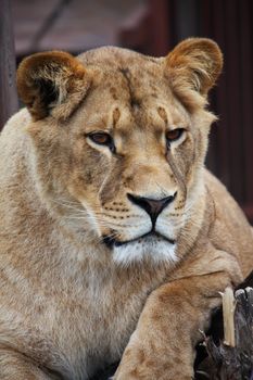 Beautiful lioness portrait