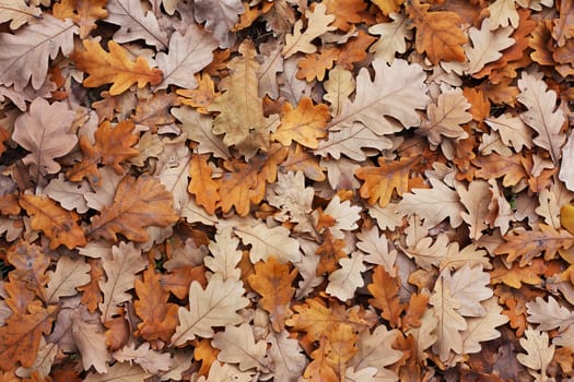 A lot of oak's leafs in a autumn park