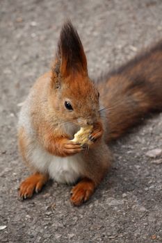 Small friendky squirrel with a cookie in the park