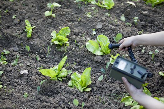 Measuring radiation levels of vegetables