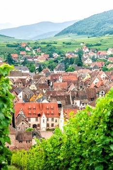 Village in Alsace with Vineyard in the foreground