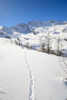 Wildlife traces on a snowy slope in scenic high mountain view, Gran Paradiso National Park, italian Alps