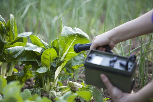 Measuring radiation levels of vegetables