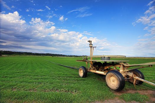 Turf farm at Freeman's Reach, Australia