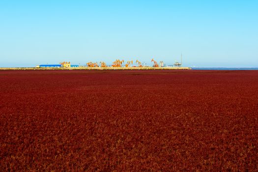 Oil pump oil rig energy industrial machine in the suaeda grass knowing as "red beach" in Panjin, Liaoning province of China.