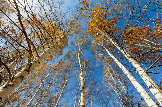 the birch treetop becomes golden when Autumn came in Bashang prairie of Inner Mongolia.