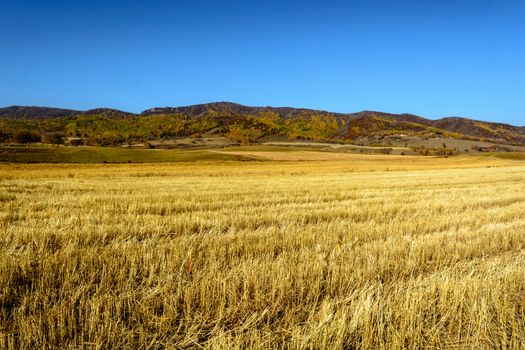 the wheat land after harvest under the sunshine in Bashang prairie Inner Mongolia.