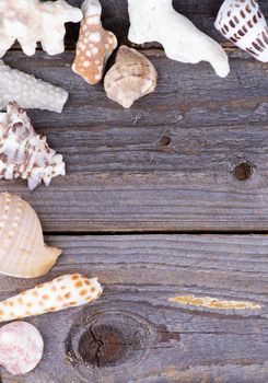 Frame of Various Conch Sea Shells and Corals closeup on Rustic Wooden background