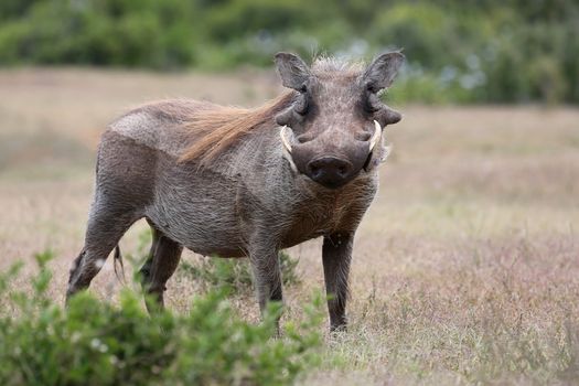 Ugly looking Warthog from Africa standing in the bush