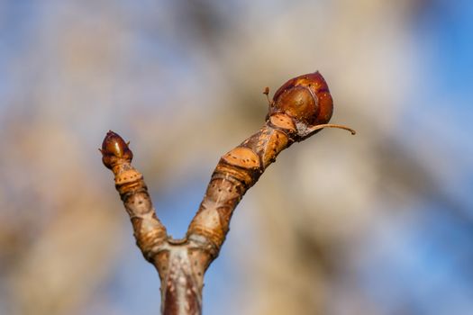 Tree bud closeup shot on a sunny afternoon on street