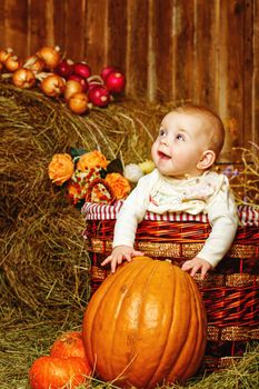 Little red-haired girl sitting in wicker basket and pulls her hands to big ripe pumpkin