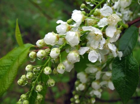  
Bird cherry flowers in the rain drops closeup spring