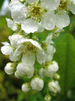  
Bird cherry flowers in the rain drops closeup spring