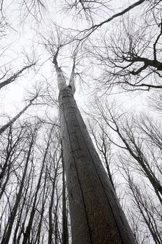 View from the bottom up on the powerful tree trunk and the branches of trees without leaves