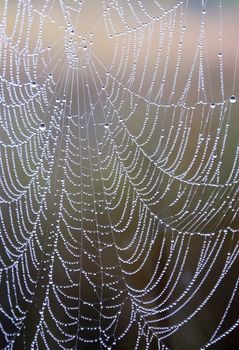 Web-close-up in the form of necklaces in the drops of morning dew