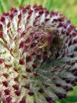 Flower burdock close-up, forming a smooth pattern, white-red flower on a green background of grass