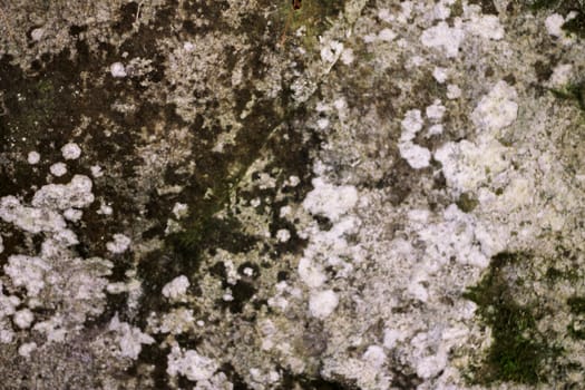 Natural background with a stone and the moss