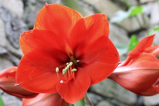 Blooming red amarilis and water drops after rain