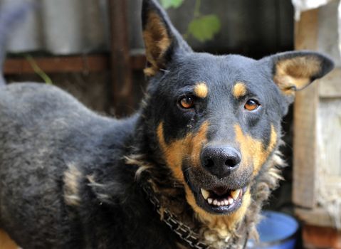 Portrait of mature dog sitting on the backyard