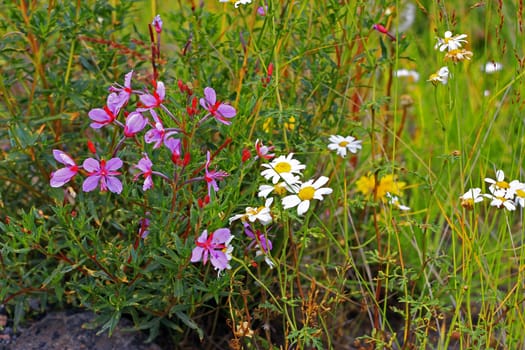 Caucasus mountain landscape and bush of camomiles
