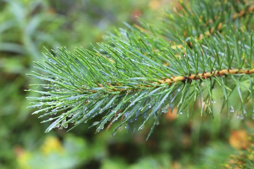 Water drops on fir tree after rain