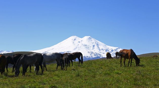 Horses on the summer autumn caucasus meadow