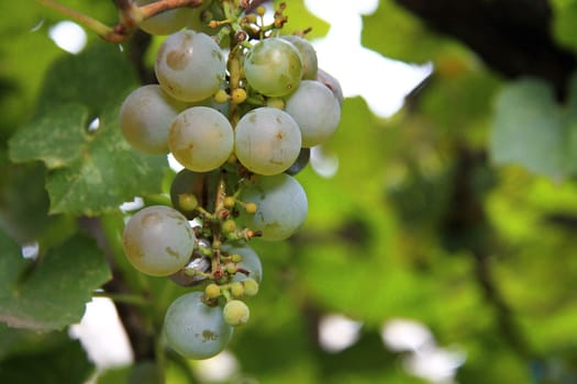 A White Grape Bunch ready for harvest