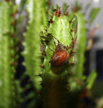 Brown spider crawling on the green cactus