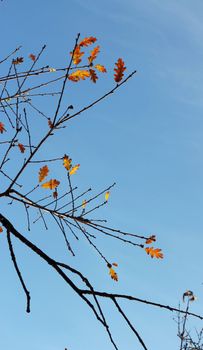 Oak leaves on the branch of the tree