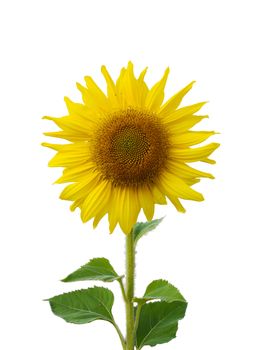 Sunflower is blossoming on white background