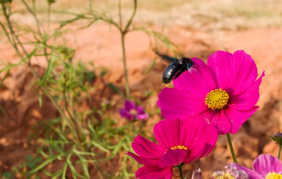 Cosmos flowers and bee in the garden